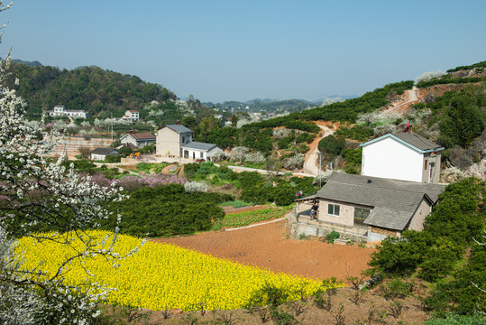 架锅山村桃李花开