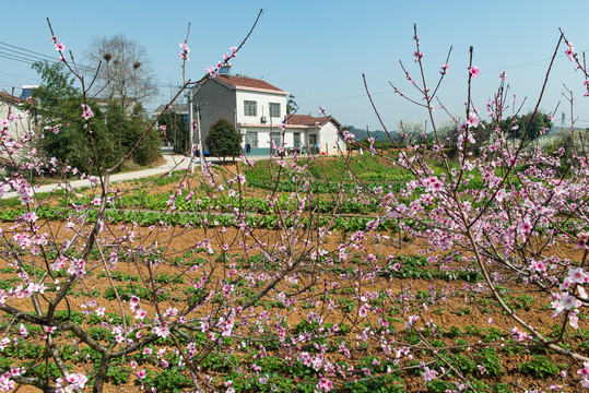 架锅山村桃李花风光