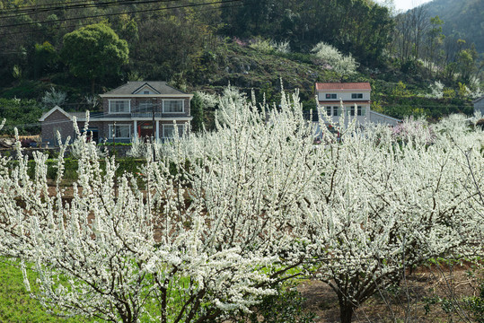 架锅山村桃李花开