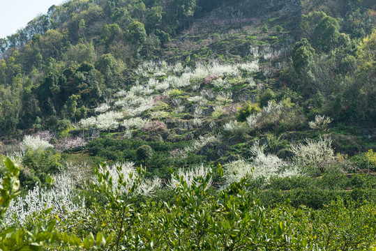 架锅山村桃花山