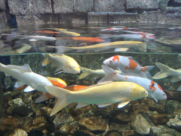 水族馆