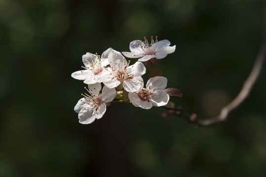 梨花