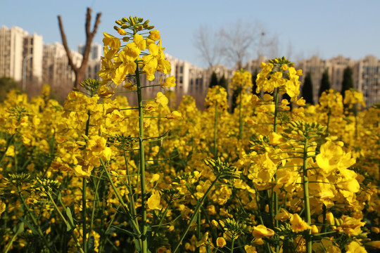 油菜花