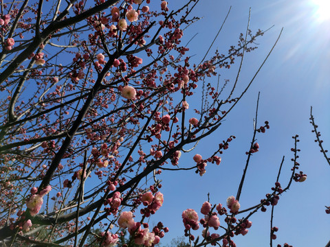 阳光下的花