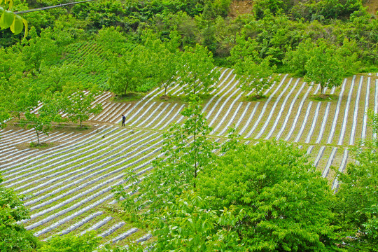 镇坪地膜一