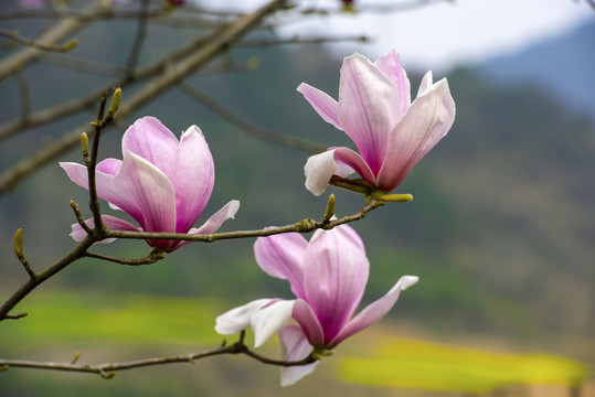 樱花花草二