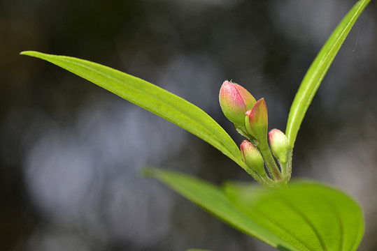 花蕾