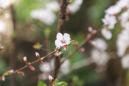 樱花背景