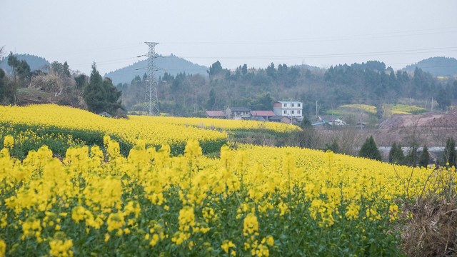 油菜花开