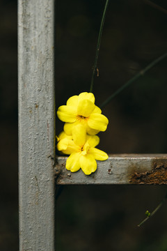 野生小黄花