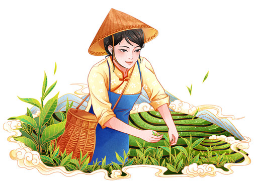 春茶茶山采茶女插画