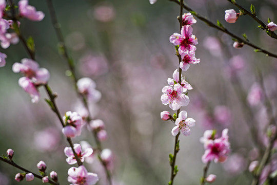 春暖花开