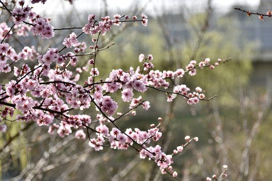 桃花