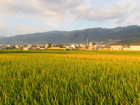 稻田