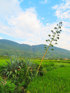 乡村景色