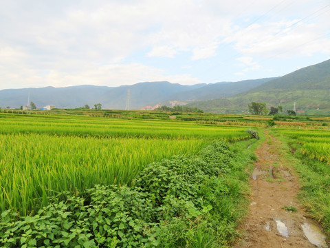 乡间小路