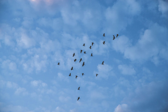 天空飞鸟