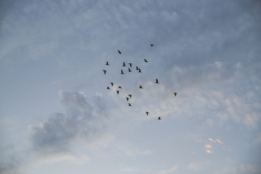 天空飞鸟