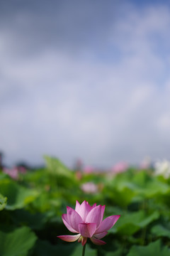 荷花