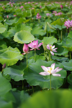 荷花图