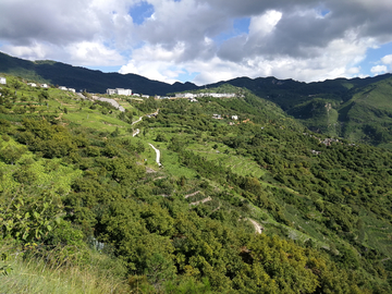 大山深处核桃林