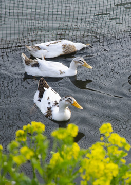 池塘家养鸭
