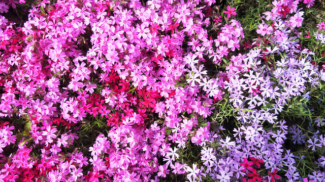 花丛