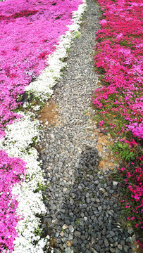 花园小径