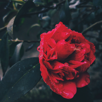 暗色红花