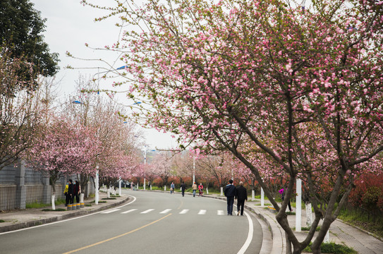 开满鲜花的道路