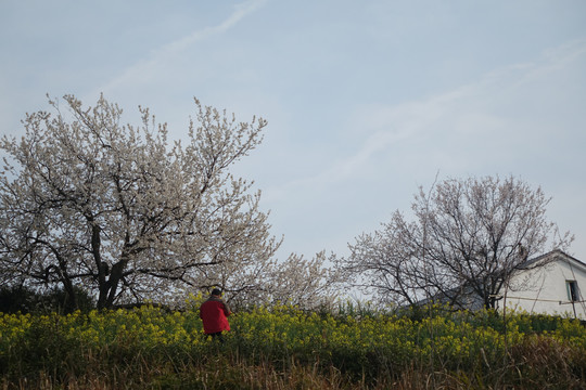 樱桃花开四