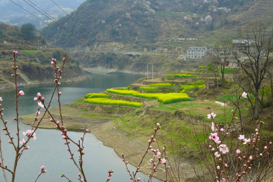 樱桃花开七