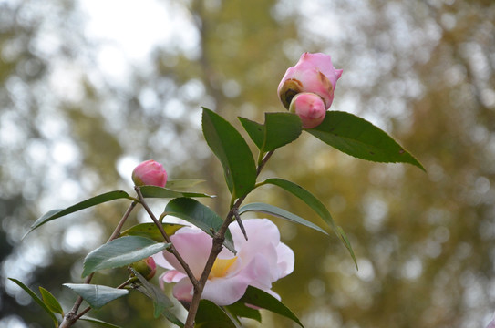 山茶花