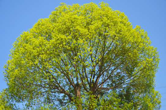 春天绿树