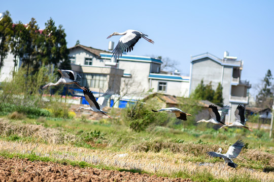 钳嘴鹳