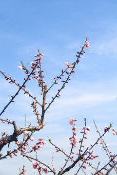 初春桃花开