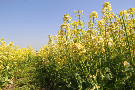 观赏油菜花