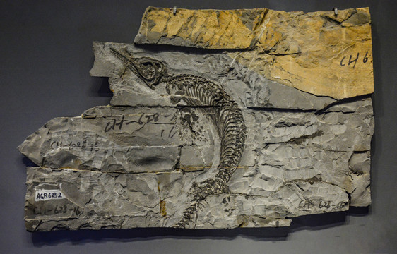 巢湖龙化石