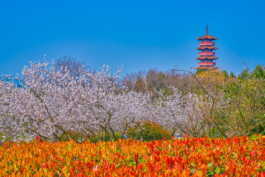 徐州金山塔