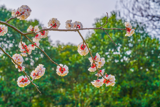 花枝