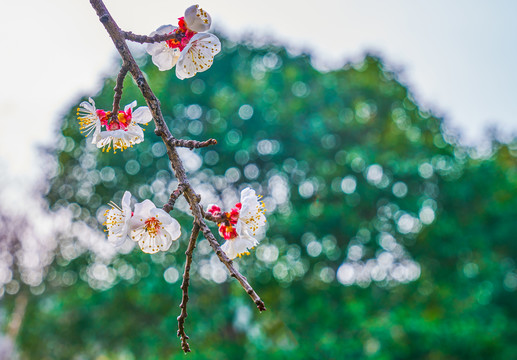 花枝