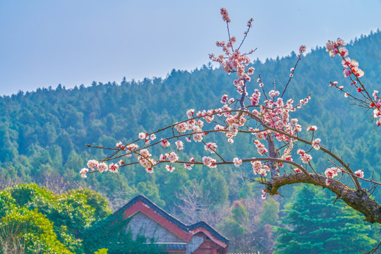 杏花景韵