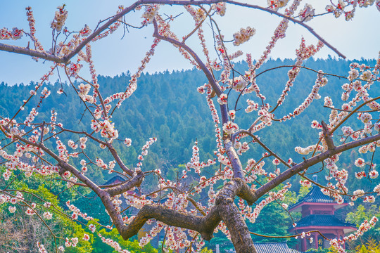 杏花景韵