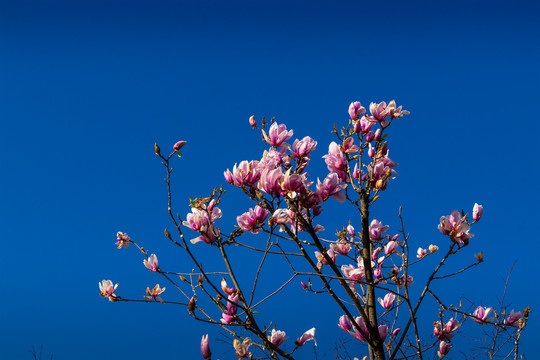 玉兰花