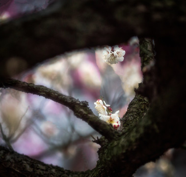 春梅花开