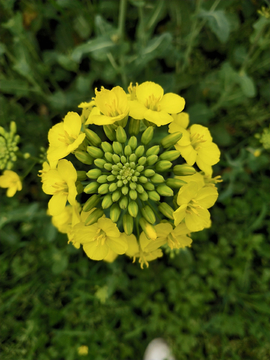 油菜花