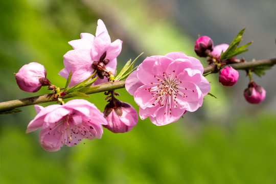 桃树花特写