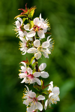 郁李花