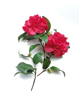 茶花