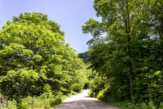 林间小路